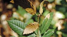 Phytophthora symptoms on leaves - credit: Joseph O’Brien, USDA Forest Service, Bugwood.org